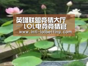 产品名称一
