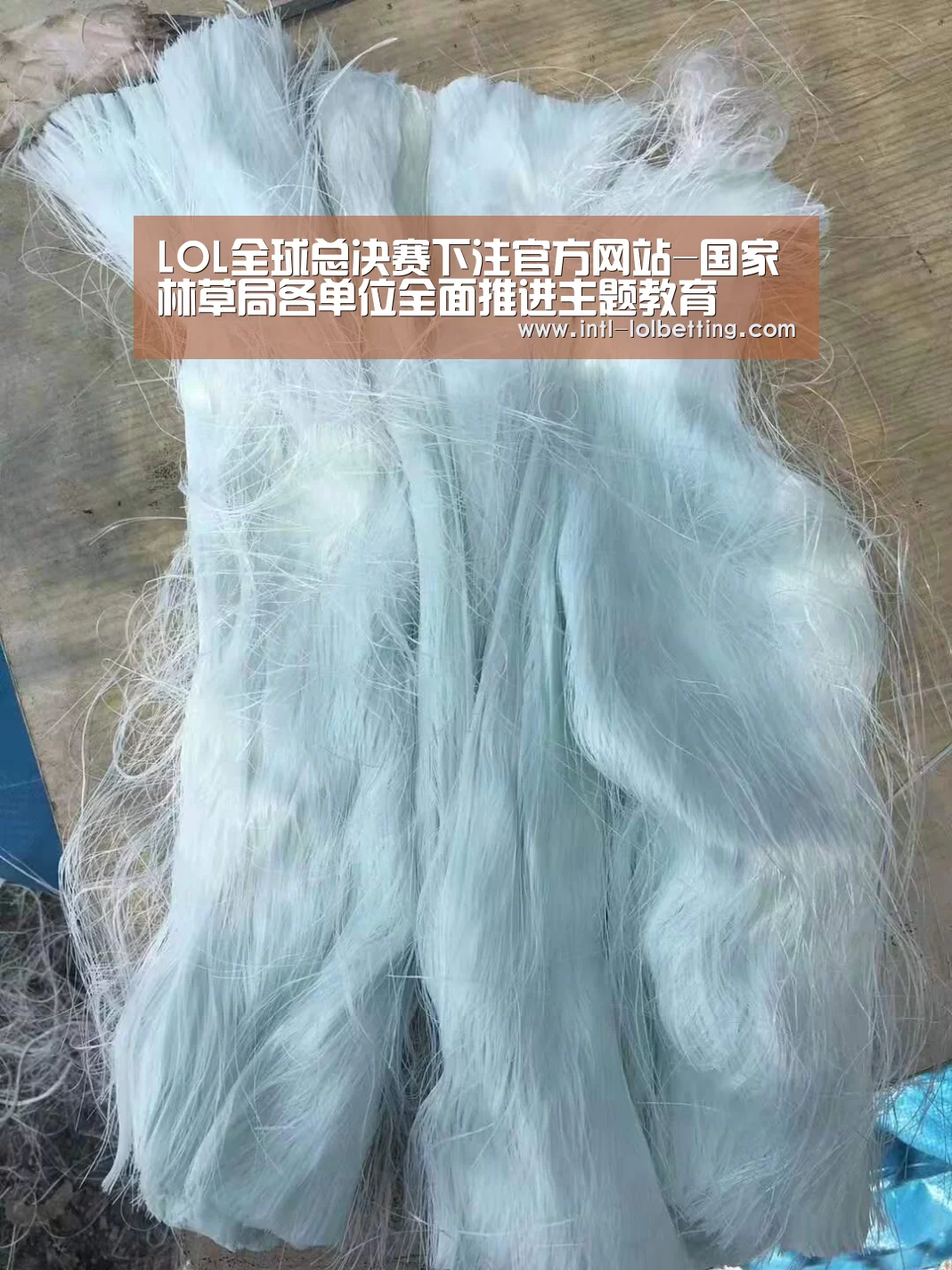 英雄联盟竞猜大厅 