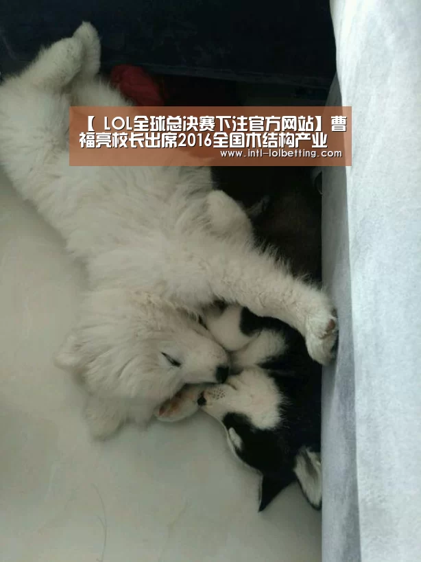  LOL全球总决赛下注官方网站